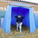 Domaće drvene kućice za uzgoj junadi